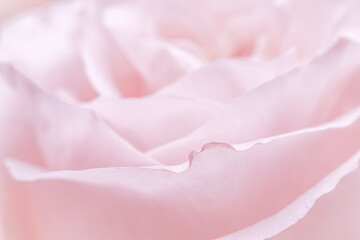 Pink pale rose flower petals, soft focus. Macro flowers backdrop