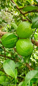 A picture of gondhoraj lemon