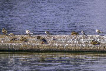 Waterfowl sitting on a pipe on a summer day