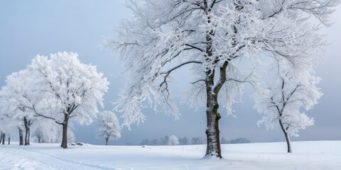 Winter Landscape Frost-Covered Trees in Snowy Field, Composition Landscape, Image Cold, Blue Tones, Concept Serenity, winter wonderland, snow