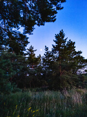 Pine forest at sunset with the moon in the sky, evening silence and tranquility of nature.