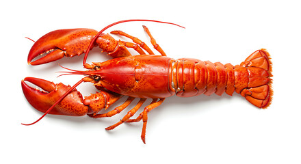 Whole cooked red lobster with prominent claws and segmented tail isolated on white background