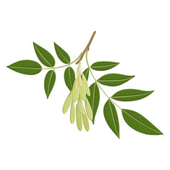 vector drawing branch of ash tree with green leaves and seeds , isolated at white background, hand drawn illustration