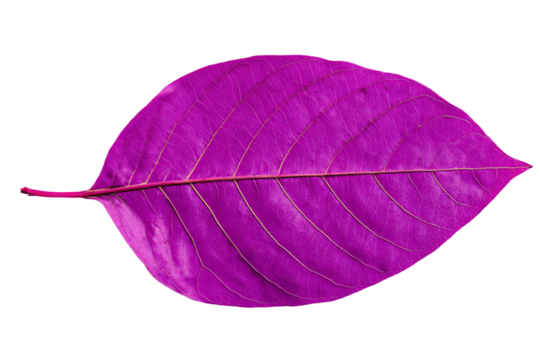 a purple leaf with a thin line on it