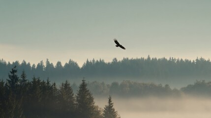 Obraz premium Wide-angle view of a majestic bird soaring above evergreen forest with misty hills.