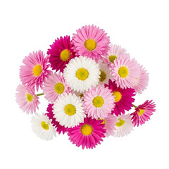 A vibrant cluster of pink, white, and magenta daisies with yellow centers, artfully arranged against a transparent backdrop, showcasing delicate petals and natural beauty.