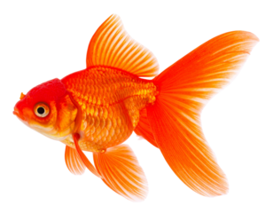  Top View of Fancy Goldfish with Fan Tail and Textured Scales Isolated PNG