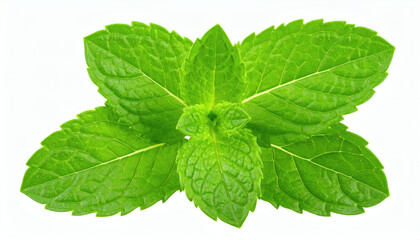 Fresh Mint Leaf Cut Out, Isolated Green Mint Leaf for Culinary and Herbal Design