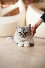 thai cat , old cat in thailand