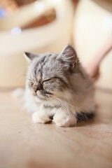 thai cat , old cat in thailand