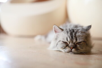 thai cat , old cat in thailand
