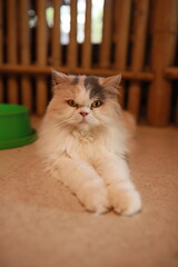 thai cat , old cat in thailand