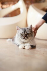 thai cat , old cat in thailand
