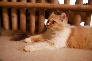 thai cat , old cat in thailand