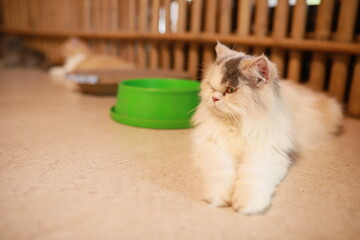 thai cat , old cat in thailand