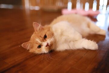 thai cat , old cat in thailand