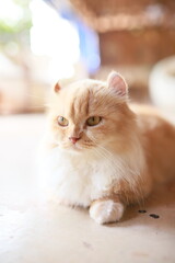 thai cat , old cat in thailand