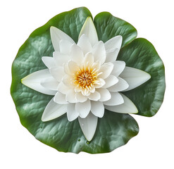Stunning close up view of a delicate white water lily on a green lily pad