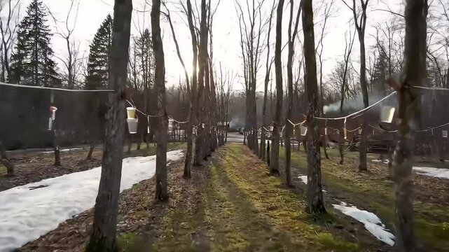 A tranquil forest path lined with maple trees and sap buckets during the spring thaw for syrup production.