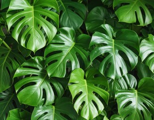 Obraz premium Close up photo of green monstera adansonii leaves known as daun janda bolong in an Indonesian home garden.