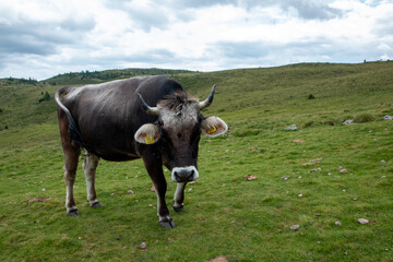 Val Sarentino is a splendid valley in South Tyrol that extends north of Bolzano up to the Pennes Pass.