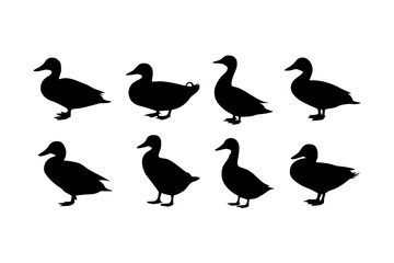 Obraz premium Eight Duck Silhouettes: A set of simple, black and white vector illustrations showcasing various duck poses, ideal for design projects.