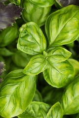 Close-up of purple and green grasient color basil bush. Ingredient for pesto sauce. Garden and vegetable garden concept. Summer harvest