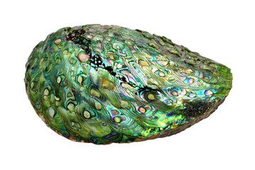 a green shell with a black bead on it