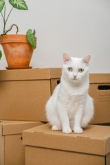 Cute white cat sitting on a box among moving boxes in new home. Relocation. The concept of moving. Packing things in boxes. Moving to a new apartment with a pet