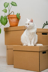 Cute white cat sitting on a box among moving boxes in new home. Relocation. The concept of moving. Packing things in boxes. Moving to a new apartment with a pet