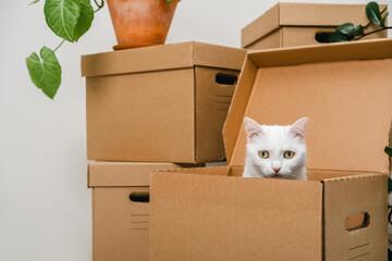 Cute white cat sitting inside a box among moving boxes in new home. Relocation. The concept of moving. Packing things in boxes. Moving to a new apartment with a pet