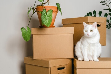 Cute white cat sitting on a box among moving boxes in new home. Relocation. The concept of moving. Packing things in boxes. Moving to a new apartment with a pet