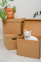 Cute white cat sitting inside a box among moving boxes in new home. Relocation. The concept of moving. Packing things in boxes. Moving to a new apartment with a pet