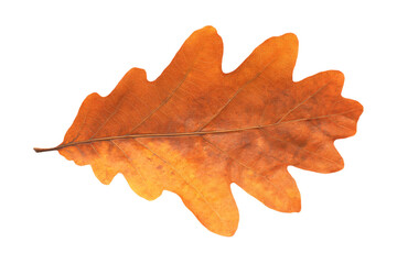 a single leaf on a white background