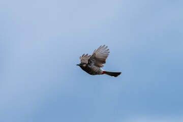 Bird in flight against clear blue sky.