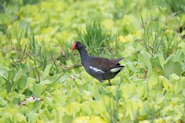 Common Moorhen in Lush Wetland