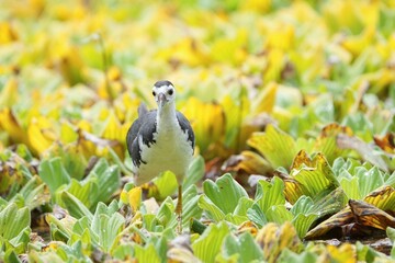 White-breasted bird in vibrant foliage