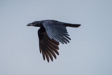 Majestic Crow in Flight