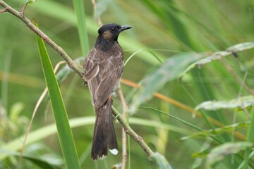 Bulbul Bird Perched on a Branch