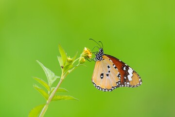 Butterfly on Flower with Green Background