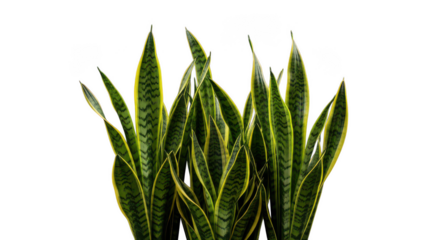Vibrant green snake plant leaves illuminated against a stark black background