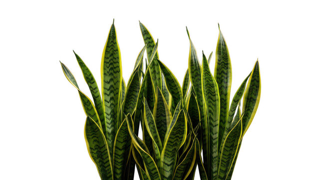 Vibrant green snake plant leaves illuminated against a stark black background