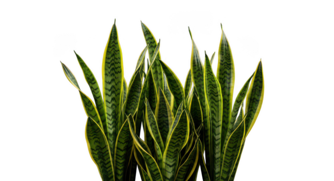 Vibrant green snake plant leaves illuminated against a stark black background