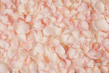 Fresh pink rose petals covering entire surface creating luxurious romantic background
