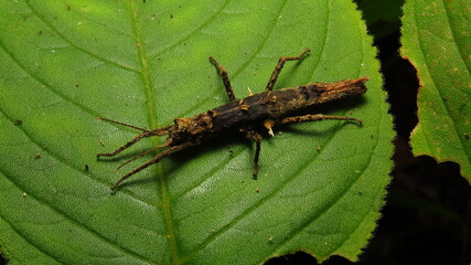 Insect camouflaged perfectly on green leaf in tropical forest habitat during daytime