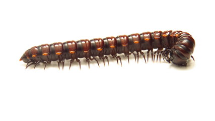 Close-up view of a centipede highlighting its segmented body and numerous legs