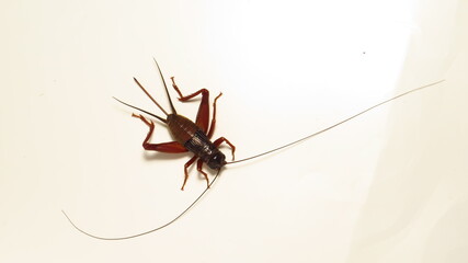 Close-up of a brown cricket exploring a smooth surface in a well-lit indoor setting during daytime