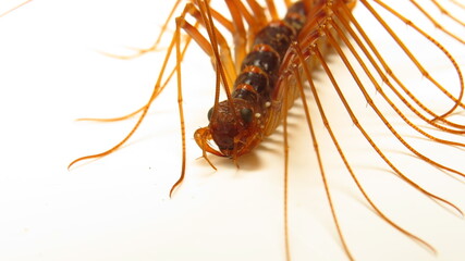 Close-up view of a centipede with prominent legs and segmented body on a bright surface
