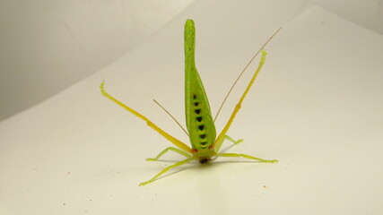 Unique green insect displaying vibrant colors and distinctive markings in a controlled environment
