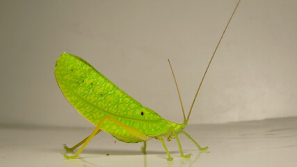 Bright green insect with elongated wings crawls across a white surface in a well-lit environment